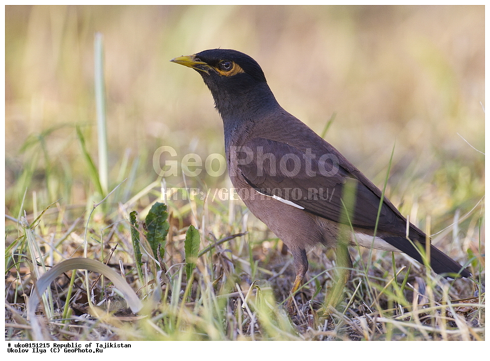 �������, �����������, ���������� �����������, ������� ����, ����������� ����, �����, ��������, ��������, �����, �����, ��������, �����������, XYZ, ����������, Sturnidae, ������������ �����, ���������� �������, Acridotheres tristis