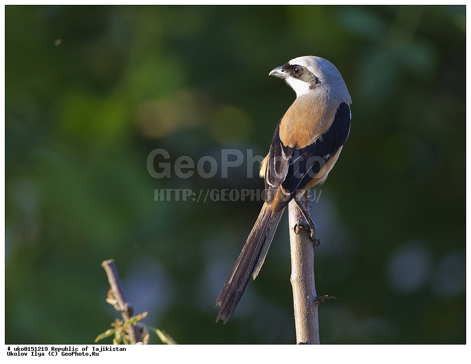 �������, �����������, ���������� �����������, ������� ����, ����������� ����, �����, ��������, ��������, �����, �����, ��������, �����������, XYZ, �������������, Laniidae, ������������� ���������, Lanius schach