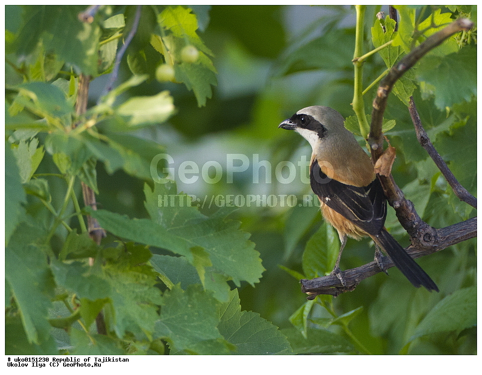 �������, �����������, ���������� �����������, ������� ����, ����������� ����, �����, ��������, ��������, �����, �����, ��������, �����������, XYZ, �������������, Laniidae, ������������� ���������, Lanius schach