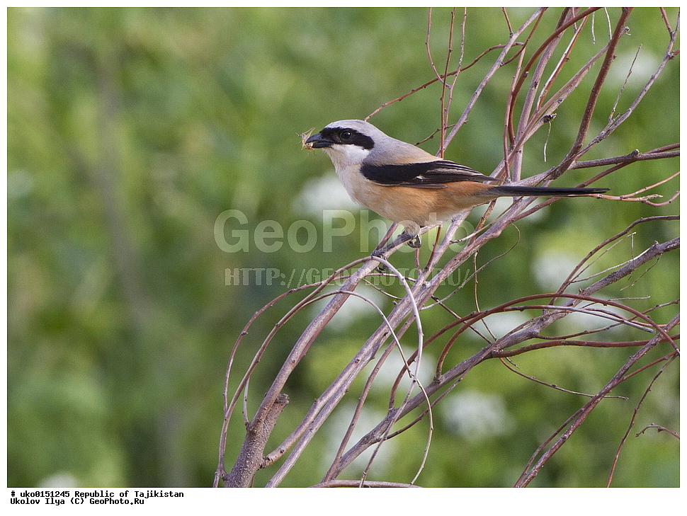 �������, �����������, ���������� �����������, ������� ����, ����������� ����, �����, ��������, ��������, �����, �����, ��������, �����������, XYZ, �������������, Laniidae, ������������� ���������, Lanius schach