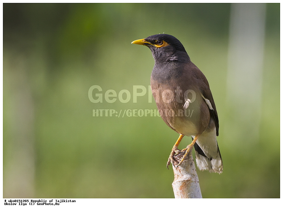 �������, �����������, ���������� �����������, ������� ����, ����������� ����, �����, ��������, ��������, �����, �����, ��������, �����������, XYZ, ����������, Sturnidae, ������������ �����, ���������� �������, Acridotheres tristis