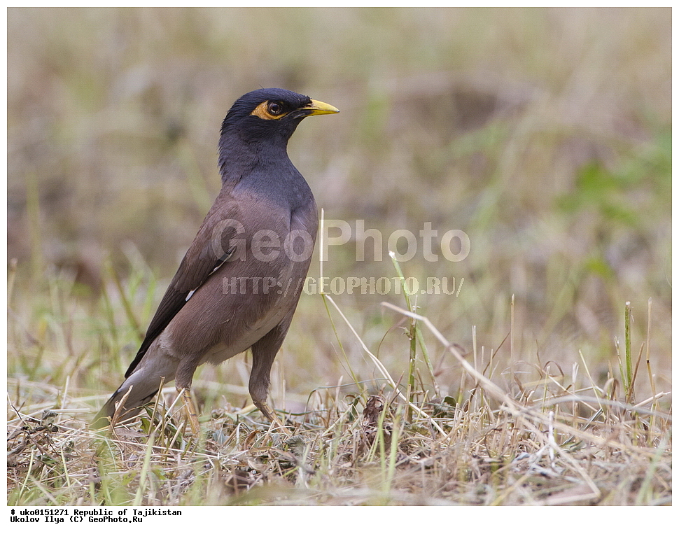 �������, �����������, ���������� �����������, ������� ����, ����������� ����, �����, ��������, ��������, �����, �����, ��������, �����������, XYZ, ����������, Sturnidae, ������������ �����, ���������� �������, Acridotheres tristis