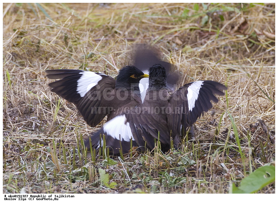 �������, �����������, ���������� �����������, ������� ����, ����������� ����, �����, ��������, ��������, �����, �����, ��������, �����������, XYZ, ����������, Sturnidae, ������������ �����, ���������� �������, Acridotheres tristis