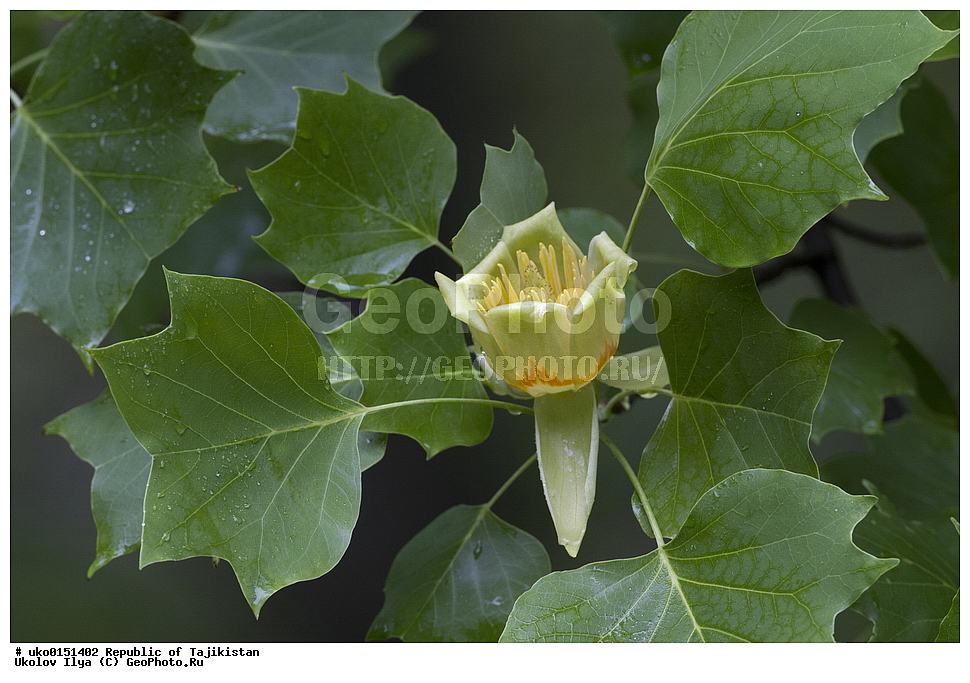 �����������, ���������� �����������, ������� ����, ����������� ����, �����, ������ ��������, �����, ���������� ��������, ������������ ��������, ������������ ��������, XYZ, �����������, Magnoliaceae, ���������� ������, ������������ �����������, Liriodendron tulipifera, ������� ��������, ������� ��������