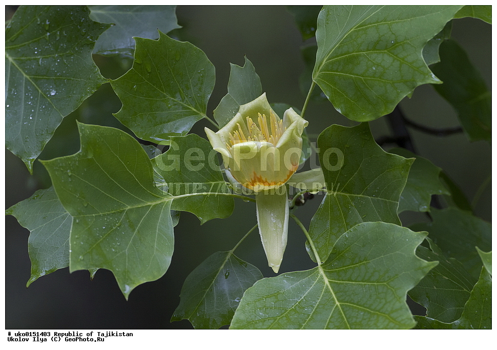 �����������, ���������� �����������, ������� ����, ����������� ����, �����, ������ ��������, �����, ���������� ��������, ������������ ��������, ������������ ��������, XYZ, �����������, Magnoliaceae, ���������� ������, ������������ �����������, Liriodendron tulipifera, ������� ��������, ������� ��������