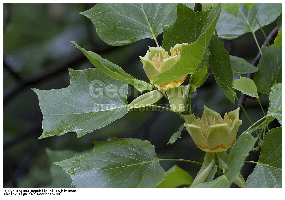 �����������, ���������� �����������, ������� ����, ����������� ����, �����, ������ ��������, �����, ���������� ��������, ������������ ��������, ������������ ��������, XYZ, �����������, Magnoliaceae, ���������� ������, ������������ �����������, Liriodendron tulipifera, ������� ��������, ������� ��������