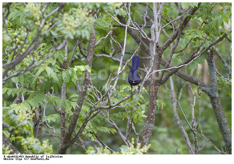 ������ �������, �����������, ���������� �����������, ������� ����, ����������� ����, �����, ��������, ��������, �����, �����, ��������, �����������, XYZ, (���������, Turdidae, ������������, Muscicapidae, ����� �����, Myophonus caeruleus