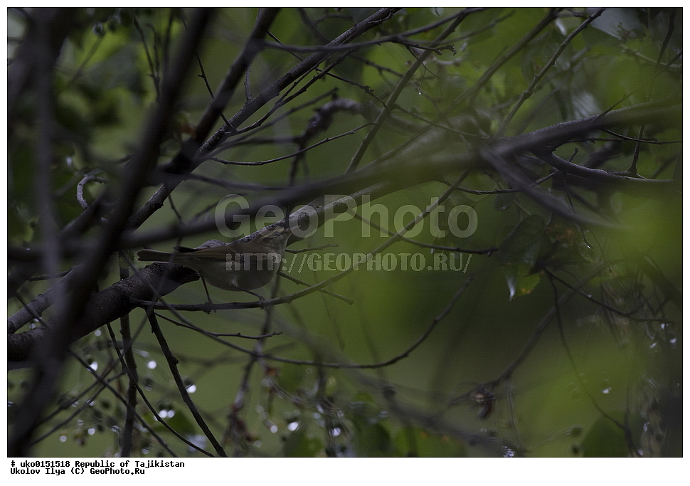 ������ �������, �����������, ���������� �����������, ������� ����, ����������� ����, �����, ��������, ��������, �����, �����, ��������, �����������, XYZ, ���������, Sylviidae, ����������, Phylloscopidae, ������ �������, ������� �������, Phylloscopus trochiloides, Seicercus trochiloides