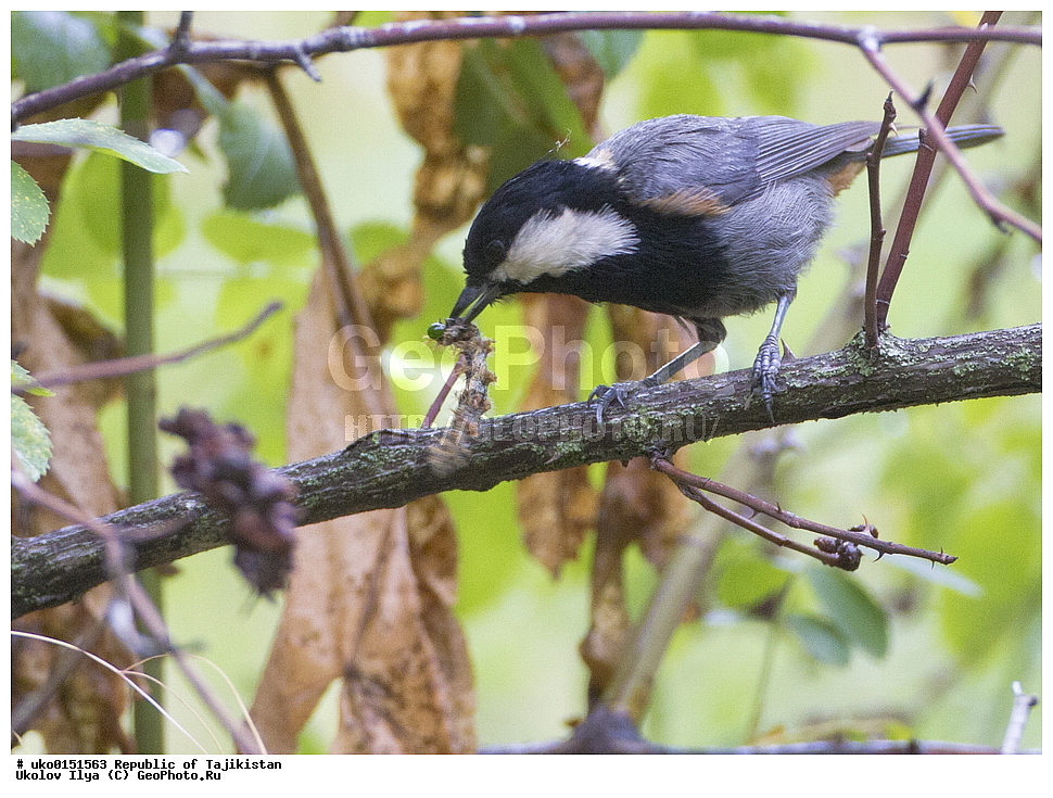 ������ �������, �����������, ���������� �����������, ������� ����, ����������� ����, �����, ��������, ��������, �����, �����, ��������, �����������, XYZ, ���������, Paridae, ���������� ������, Periparus rufonuchalis, Parus rufonuchalis