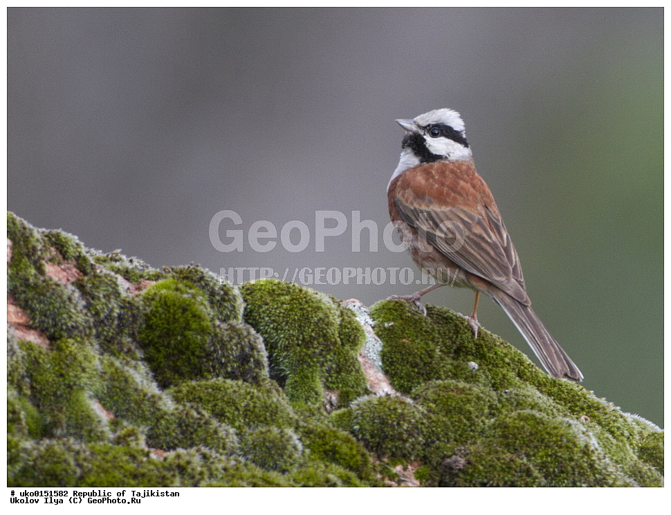 ������ �������, �����������, ���������� �����������, ������� ����, ����������� ����, �����, ��������, ��������, �����, �����, ��������, �����������, XYZ, ����������, Emberizidae, ������� �������, Emberiza stewarti