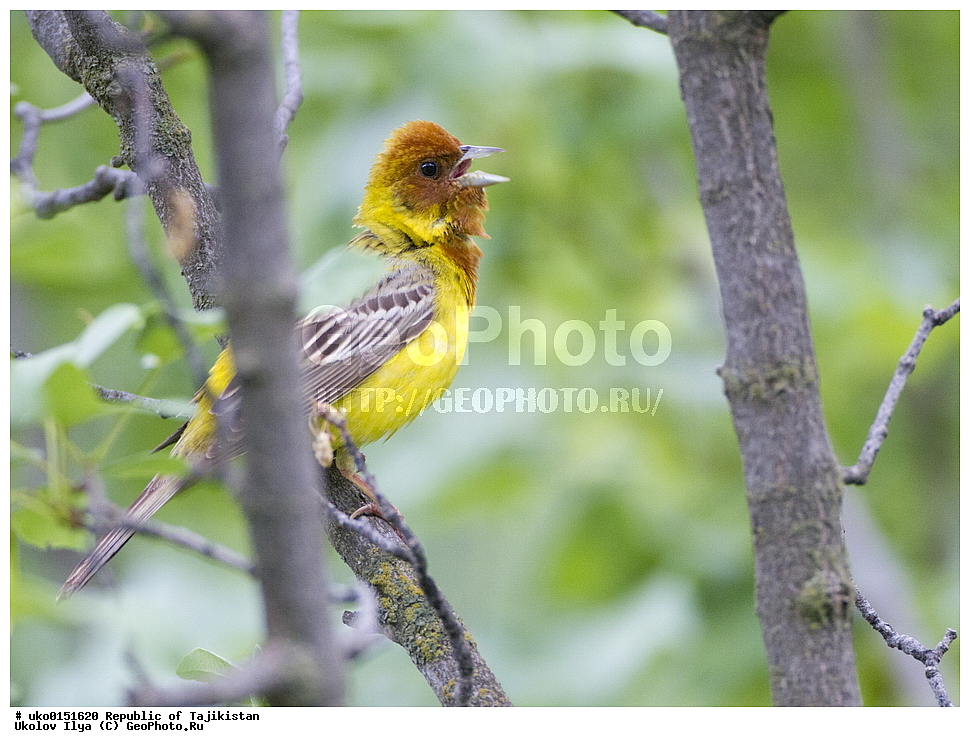 ������ �������, �����������, ���������� �����������, ������� ����, ����������� ����, �����, ��������, ��������, �����, �����, ��������, �����������, XYZ, ����������, Emberizidae, ������� �������, Emberiza bruniceps