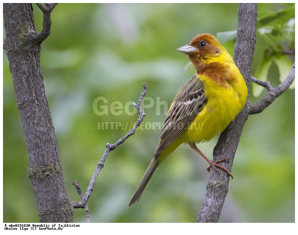 ������ �������, �����������, ���������� �����������, ������� ����, ����������� ����, �����, ��������, ��������, �����, �����, ��������, �����������, XYZ, ����������, Emberizidae, ������� �������, Emberiza bruniceps