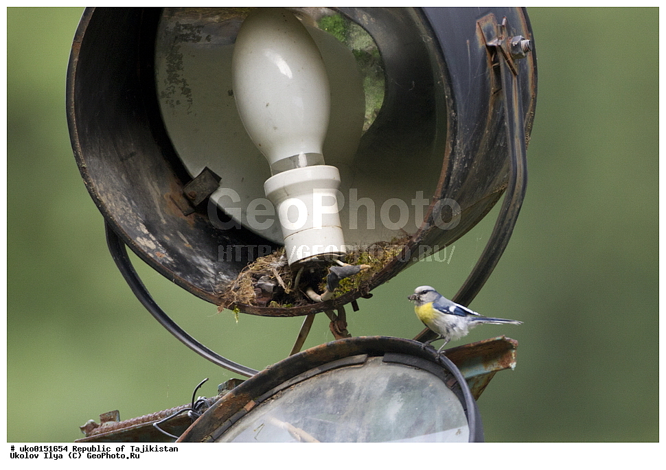 ������ �������, �����������, ���������� �����������, ������� ����, ����������� ����, �����, ��������, ��������, �����, �����, ��������, �����������, XYZ, ���������, Paridae, ����������� �����, ����������� ������, ����������� ���������, Parus flavipectus, Cyanistes cyanus flavipectus