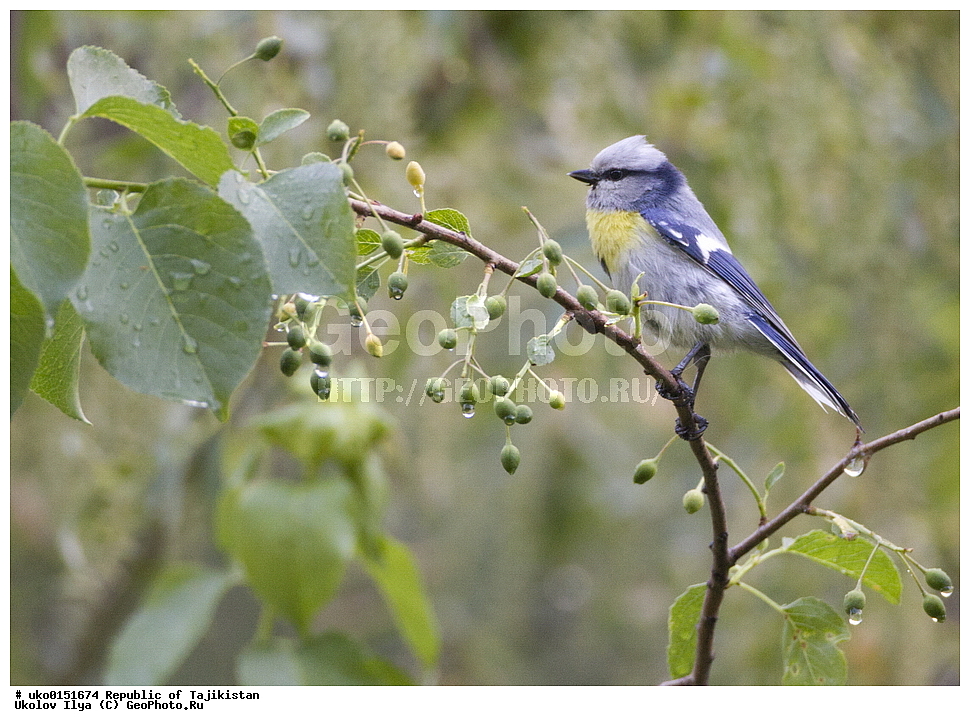 ������ �������, �����������, ���������� �����������, ������� ����, ����������� ����, �����, ��������, ��������, �����, �����, ��������, �����������, XYZ, ���������, Paridae, ����������� �����, ����������� ������, ����������� ���������, Parus flavipectus, Cyanistes cyanus flavipectus