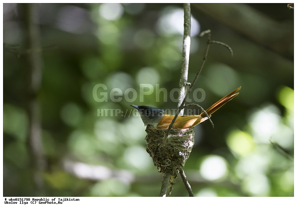 ������ �������, �����������, ���������� �����������, ������� ����, ����������� ����, �����, ��������, ��������, �����, �����, ��������, �����������, XYZ, �������, ����������, ��������������� ���������� ���������, Monarchidae, ������������, Muscicapidae, ������� ���������, ��������� ������� ���������, Terpsiphone paradisi