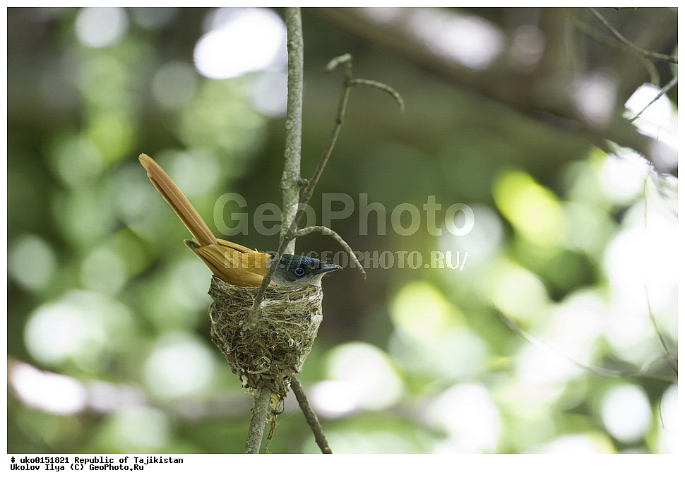 ������ �������, �����������, ���������� �����������, ������� ����, ����������� ����, �����, ��������, ��������, �����, �����, ��������, �����������, XYZ, �������, ����������, ��������������� ���������� ���������, Monarchidae, ������������, Muscicapidae, ������� ���������, ��������� ������� ���������, Terpsiphone paradisi