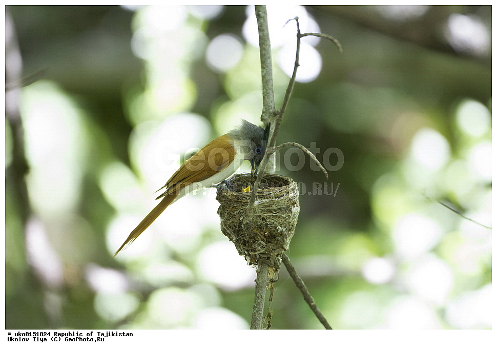 ������ �������, �����������, ���������� �����������, ������� ����, ����������� ����, �����, ��������, ��������, �����, �����, ��������, �����������, XYZ, �������, ����������, ��������������� ���������� ���������, Monarchidae, ������������, Muscicapidae, ������� ���������, ��������� ������� ���������, Terpsiphone paradisi