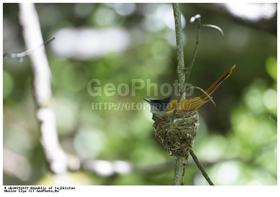 ������ �������, �����������, ���������� �����������, ������� ����, ����������� ����, �����, ��������, ��������, �����, �����, ��������, �����������, XYZ, �������, ����������, ��������������� ���������� ���������, Monarchidae, ������������, Muscicapidae, ������� ���������, ��������� ������� ���������, Terpsiphone paradisi