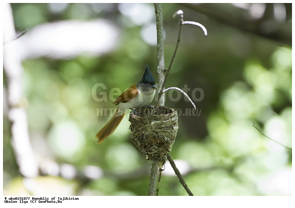 ������ �������, �����������, ���������� �����������, ������� ����, ����������� ����, �����, ��������, ��������, �����, �����, ��������, �����������, XYZ, �������, ����������, ��������������� ���������� ���������, Monarchidae, ������������, Muscicapidae, ������� ���������, ��������� ������� ���������, Terpsiphone paradisi