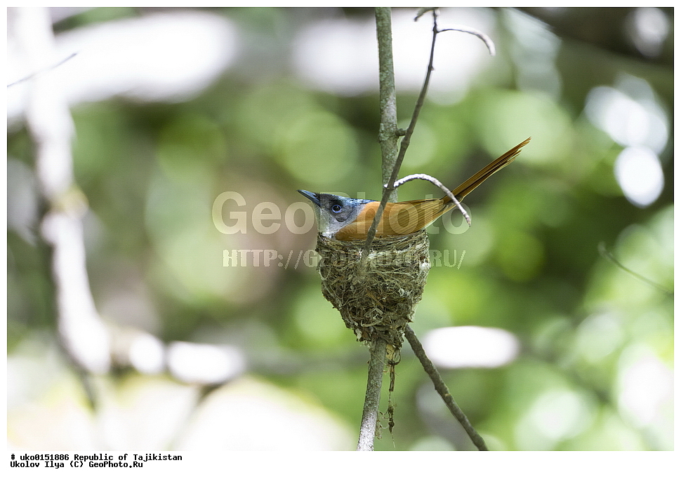 ������ �������, �����������, ���������� �����������, ������� ����, ����������� ����, �����, ��������, ��������, �����, �����, ��������, �����������, XYZ, �������, ����������, ��������������� ���������� ���������, Monarchidae, ������������, Muscicapidae, ������� ���������, ��������� ������� ���������, Terpsiphone paradisi