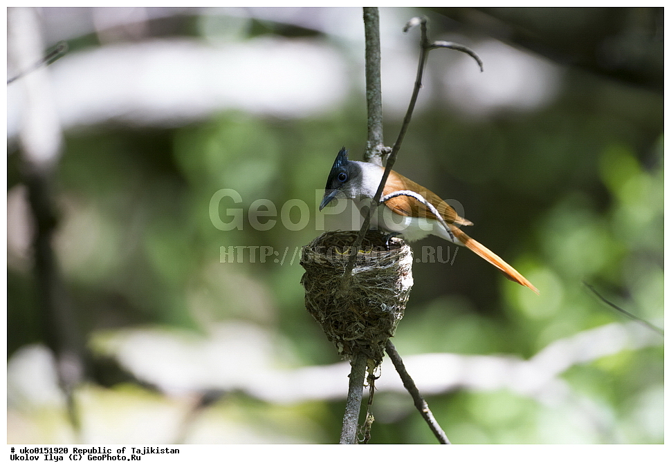 ������ �������, �����������, ���������� �����������, ������� ����, ����������� ����, �����, ��������, ��������, �����, �����, ��������, �����������, XYZ, �������, ����������, ��������������� ���������� ���������, Monarchidae, ������������, Muscicapidae, ������� ���������, ��������� ������� ���������, Terpsiphone paradisi