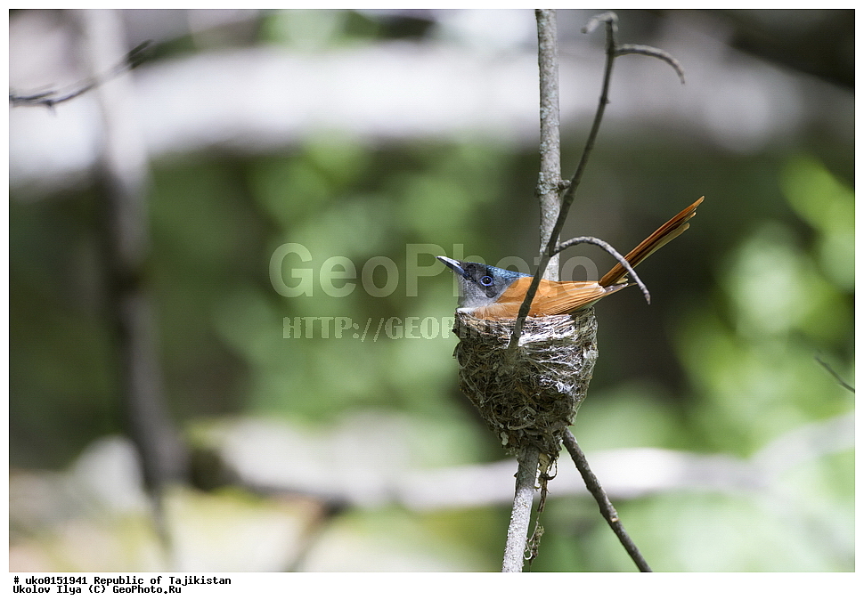 ������ �������, �����������, ���������� �����������, ������� ����, ����������� ����, �����, ��������, ��������, �����, �����, ��������, �����������, XYZ, �������, ����������, ��������������� ���������� ���������, Monarchidae, ������������, Muscicapidae, ������� ���������, ��������� ������� ���������, Terpsiphone paradisi