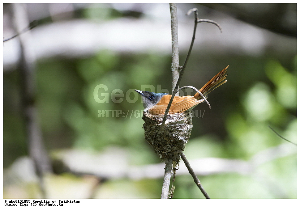 ������ �������, �����������, ���������� �����������, ������� ����, ����������� ����, �����, ��������, ��������, �����, �����, ��������, �����������, XYZ, �������, ����������, ��������������� ���������� ���������, Monarchidae, ������������, Muscicapidae, ������� ���������, ��������� ������� ���������, Terpsiphone paradisi