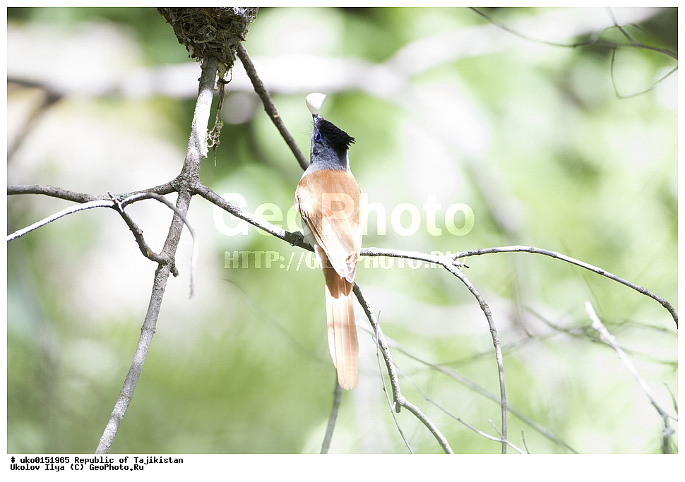 ������ �������, �����������, ���������� �����������, ������� ����, ����������� ����, �����, ��������, ��������, �����, �����, ��������, �����������, XYZ, �������, ����������, ��������������� ���������� ���������, Monarchidae, ������������, Muscicapidae, ������� ���������, ��������� ������� ���������, Terpsiphone paradisi