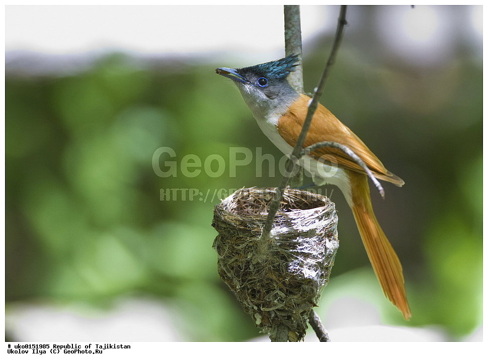 ������ �������, �����������, ���������� �����������, ������� ����, ����������� ����, �����, ��������, ��������, �����, �����, ��������, �����������, XYZ, �������, ����������, ��������������� ���������� ���������, Monarchidae, ������������, Muscicapidae, ������� ���������, ��������� ������� ���������, Terpsiphone paradisi