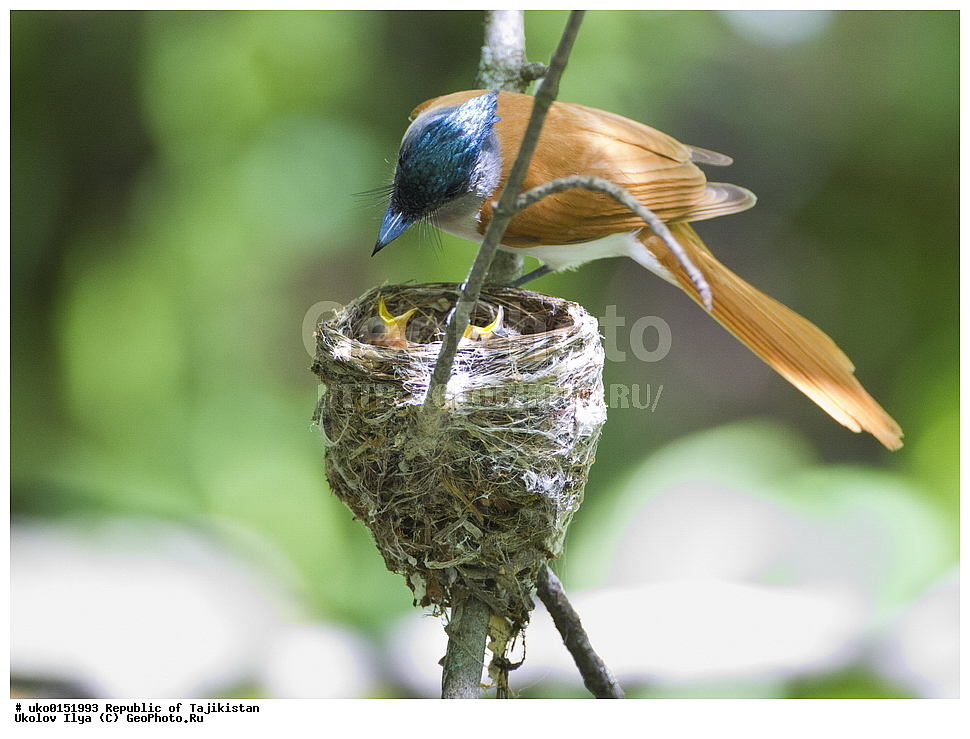 ������ �������, �����������, ���������� �����������, ������� ����, ����������� ����, �����, ��������, ��������, �����, �����, ��������, �����������, XYZ, �������, ����������, ��������������� ���������� ���������, Monarchidae, ������������, Muscicapidae, ������� ���������, ��������� ������� ���������, Terpsiphone paradisi