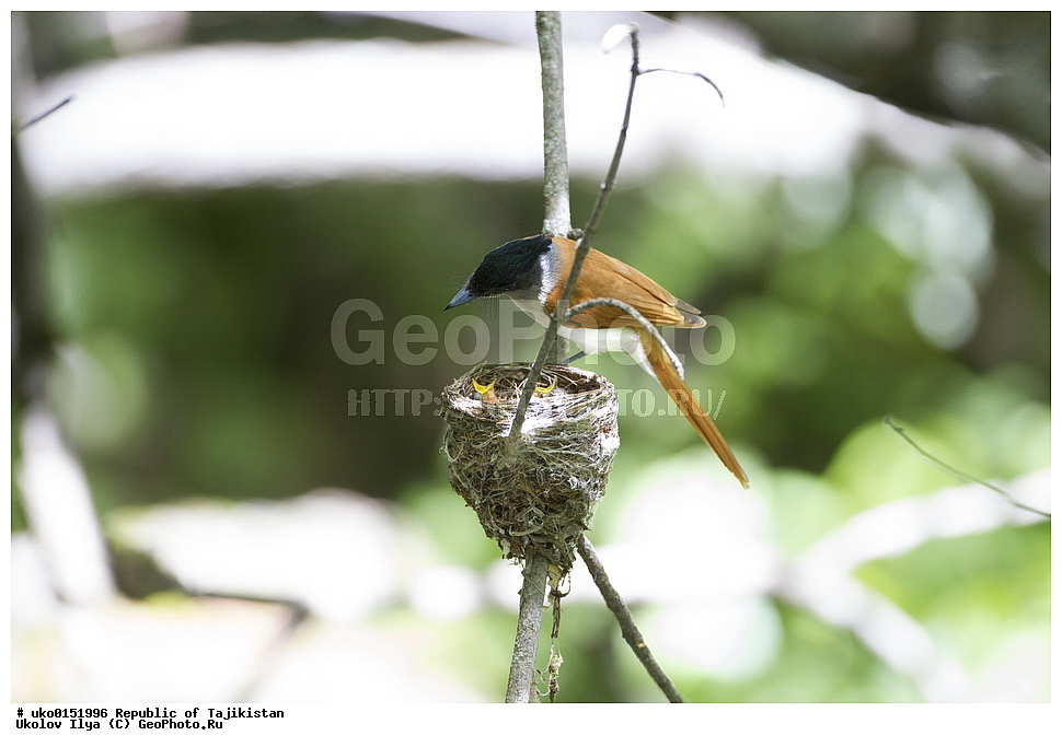 ������ �������, �����������, ���������� �����������, ������� ����, ����������� ����, �����, ��������, ��������, �����, �����, ��������, �����������, XYZ, �������, ����������, ��������������� ���������� ���������, Monarchidae, ������������, Muscicapidae, ������� ���������, ��������� ������� ���������, Terpsiphone paradisi