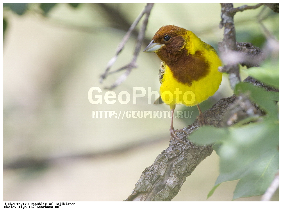 ������ �������, �����������, ���������� �����������, ������� ����, ����������� ����, �����, ��������, ��������, �����, �����, ��������, �����������, XYZ, ����������, Emberizidae, ������� �������, Emberiza bruniceps