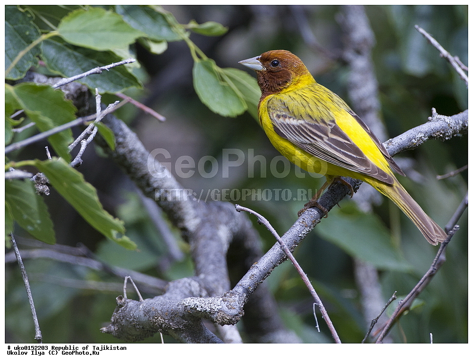 ������ �������, �����������, ���������� �����������, ������� ����, ����������� ����, �����, ��������, ��������, �����, �����, ��������, �����������, XYZ, ����������, Emberizidae, ������� �������, Emberiza bruniceps