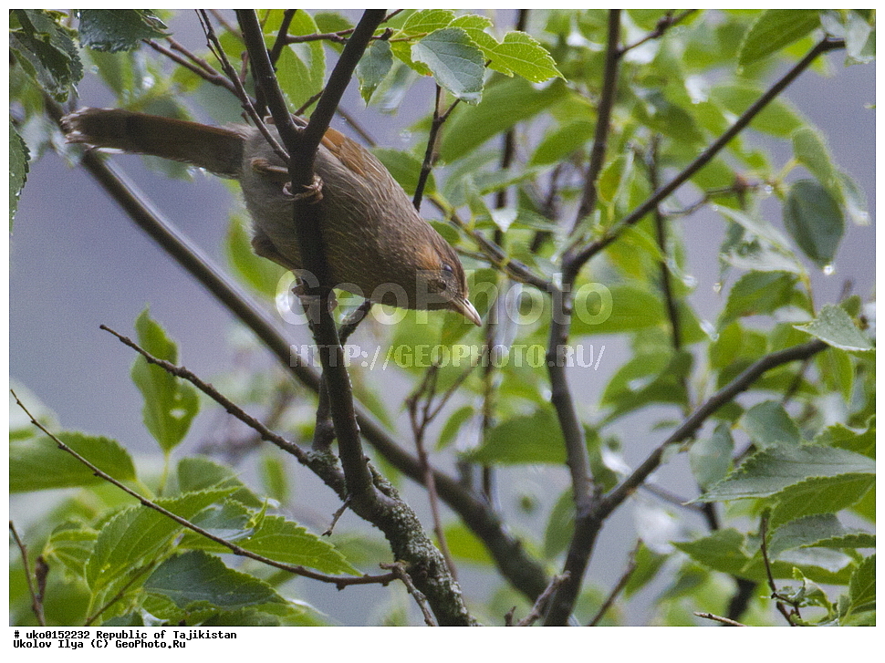 ������ �������, �����������, ���������� �����������, ������� ����, ����������� ����, �����, ��������, ��������, �����, �����, ��������, �����������, XYZ, ����������, ����������, Timaliidae, ��������� ����������, ��������� �������, Garrulax lineatus, Trochalopteron lineatum