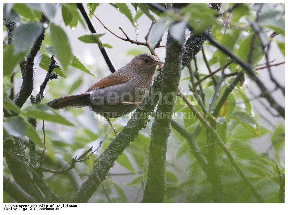 ������ �������, �����������, ���������� �����������, ������� ����, ����������� ����, �����, ��������, ��������, �����, �����, ��������, �����������, XYZ, ����������, ����������, Timaliidae, ��������� ����������, ��������� �������, Garrulax lineatus, Trochalopteron lineatum