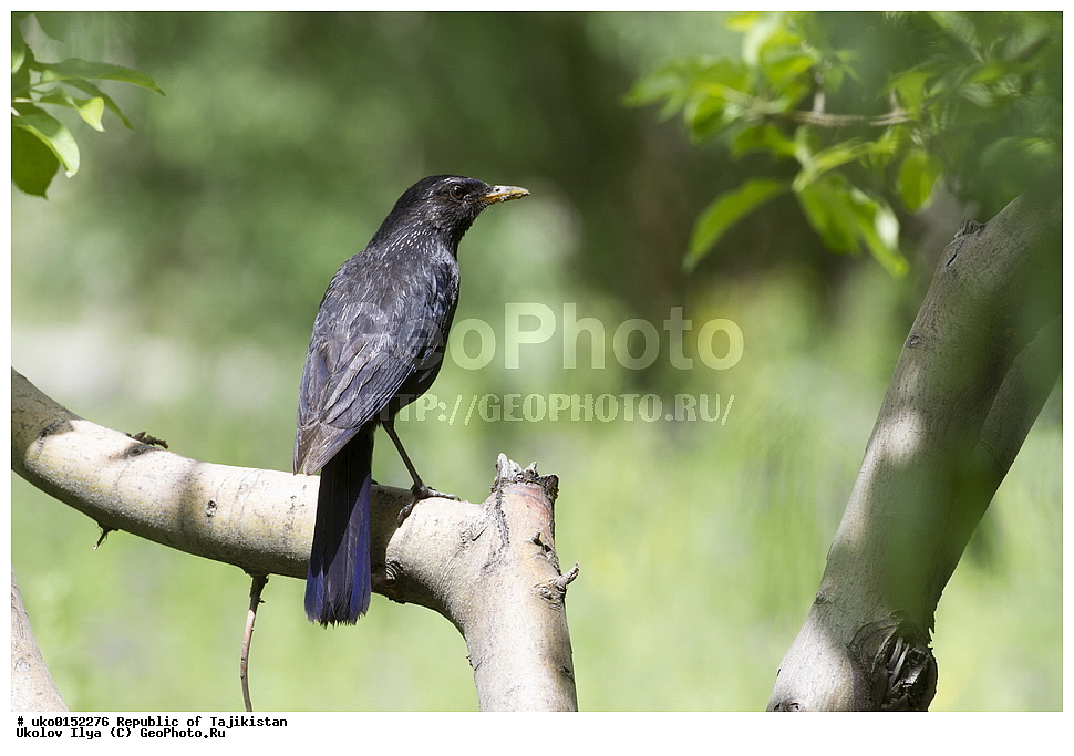 ������ �������, �����������, ���������� �����������, ������� ����, ����������� ����, �����, ��������, ��������, �����, �����, ��������, �����������, XYZ, (���������, Turdidae, ������������, Muscicapidae, ����� �����, Myophonus caeruleus