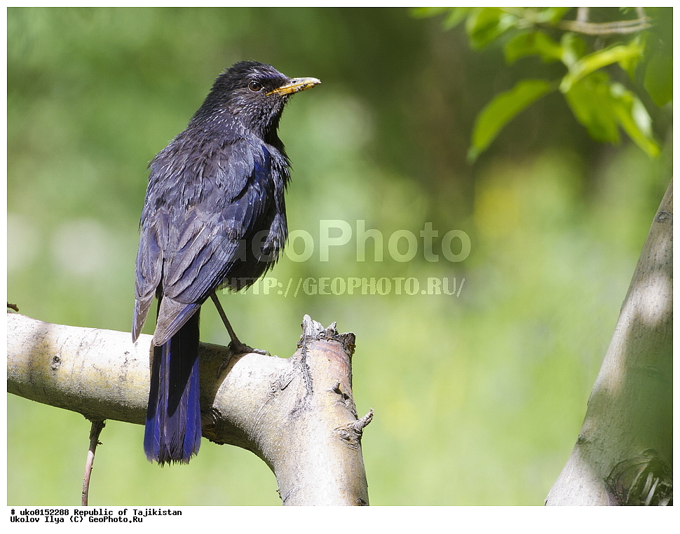 ������ �������, �����������, ���������� �����������, ������� ����, ����������� ����, �����, ��������, ��������, �����, �����, ��������, �����������, XYZ, (���������, Turdidae, ������������, Muscicapidae, ����� �����, Myophonus caeruleus