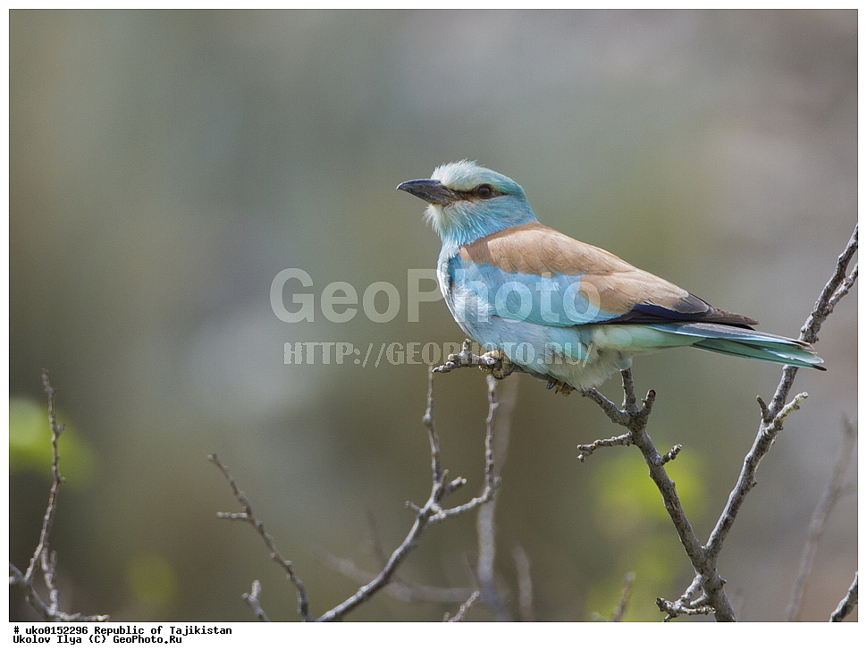 ������������, �����������, ���������� �����������, ������� ����, ����������� ����, �����, ��������, ��������, �����, �����, ��������, �����������, XYZ, ��������������, Coraciidae, �����������, ������������ �����������, �����������, �����, Coracias garrulus