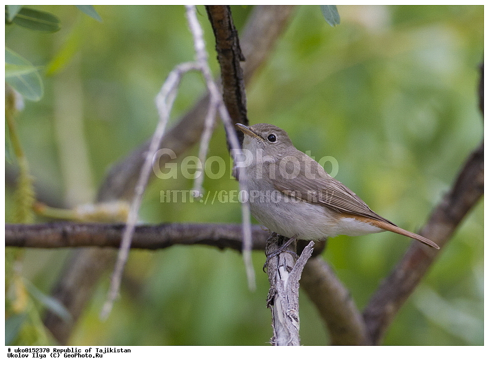 ������������, �����������, ���������� �����������, ������� ����, ����������� ����, �����, ��������, ��������, �����, �����, ��������, �����������, XYZ, ������������, Muscicapidae, ����������� ���������, Muscicapa ruficauda