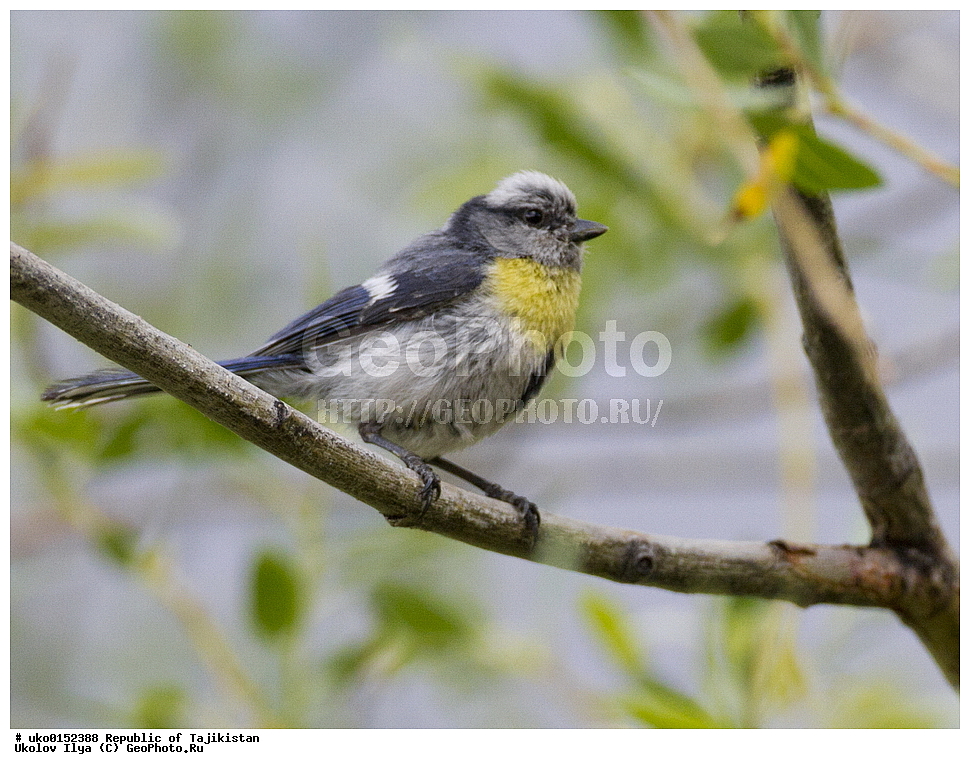 ������������, �����������, ���������� �����������, ������� ����, ����������� ����, �����, ��������, ��������, �����, �����, ��������, �����������, XYZ, ���������, Paridae, ����������� �����, ����������� ������, ����������� ���������, Parus flavipectus, Cyanistes cyanus flavipectus