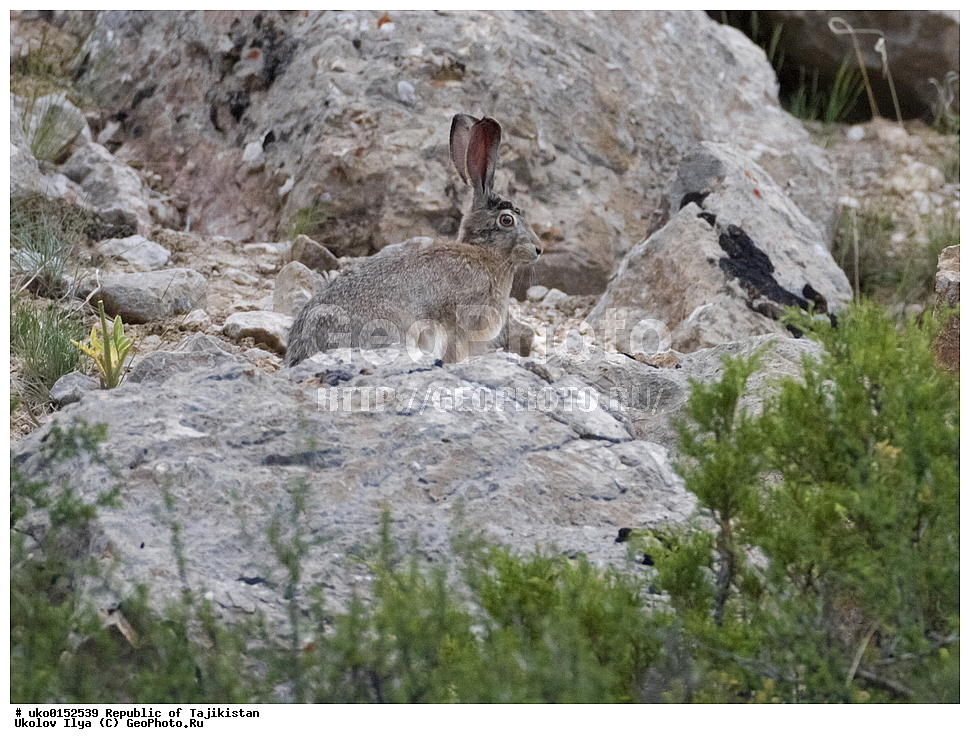 �����������, ���������� �����������, ������� ����, ����������� ����, �����, ��������, ��������, �������������, �������������, �����, �����, XYZ, ��������, Leporidae, ����-�����, Lepus tolai, Lepus capensis tolai