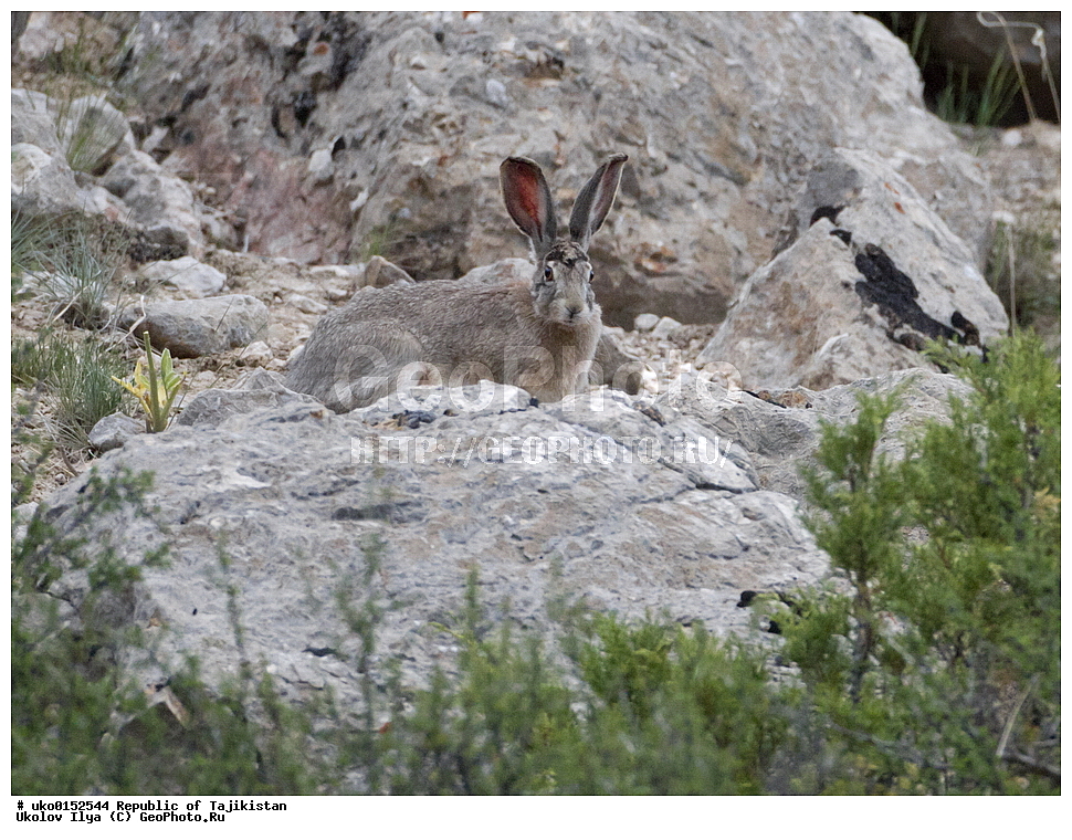 �����������, ���������� �����������, ������� ����, ����������� ����, �����, ��������, ��������, �������������, �������������, �����, �����, XYZ, ��������, Leporidae, ����-�����, Lepus tolai, Lepus capensis tolai