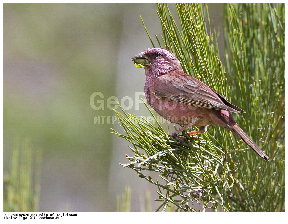 ������������, �����������, ���������� �����������, ������� ����, ����������� ����, �����, ��������, ��������, �����, �����, ��������, �����������, XYZ, ���������, Fringillidae, ������� ��������, Carpodacus grandis