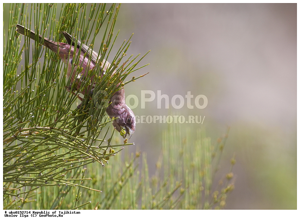 ������������, �����������, ���������� �����������, ������� ����, ����������� ����, �����, ��������, ��������, �����, �����, ��������, �����������, XYZ, ���������, Fringillidae, ������� ��������, Carpodacus grandis