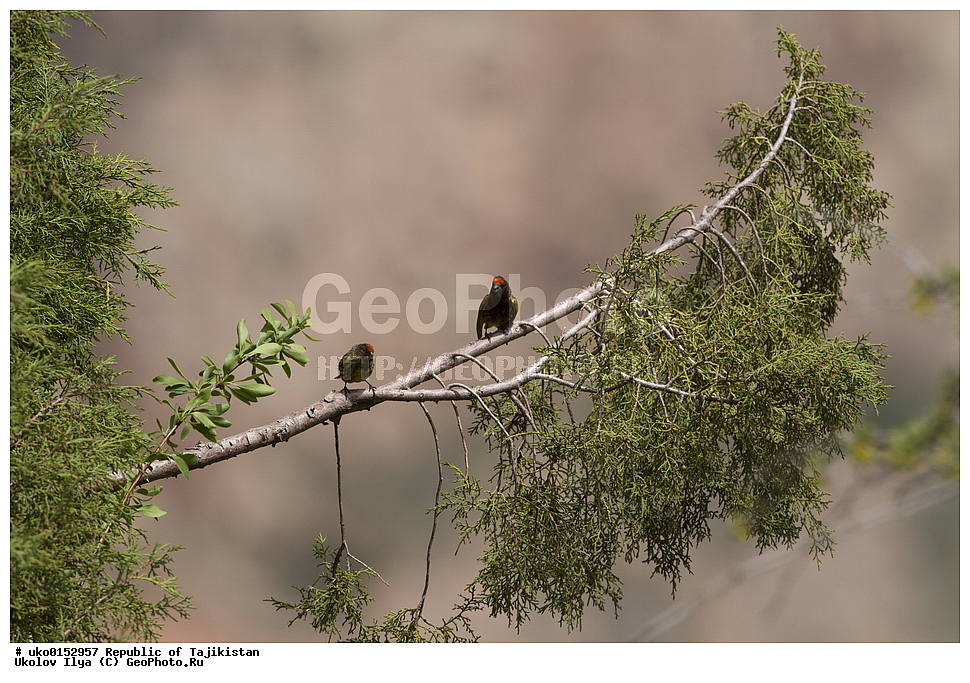 ������������, �����������, ���������� �����������, ������� ����, ����������� ����, �����, ��������, ��������, �����, �����, ��������, �����������, XYZ, ���������, Fringillidae, ����������� ������, �������������� ������, ����������� ������, Serinus pusillus