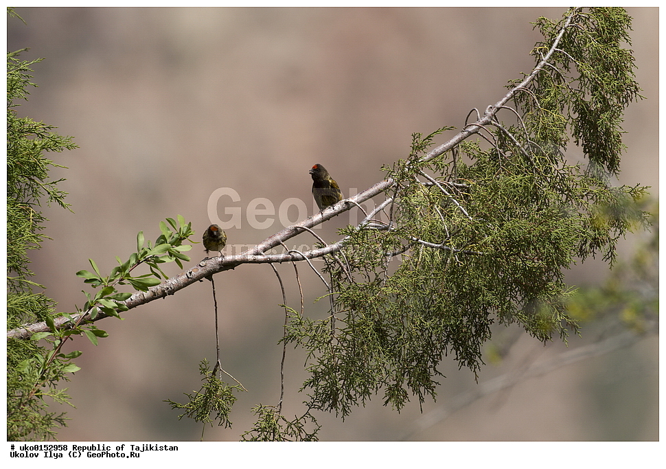 ������������, �����������, ���������� �����������, ������� ����, ����������� ����, �����, ��������, ��������, �����, �����, ��������, �����������, XYZ, ���������, Fringillidae, ����������� ������, �������������� ������, ����������� ������, Serinus pusillus