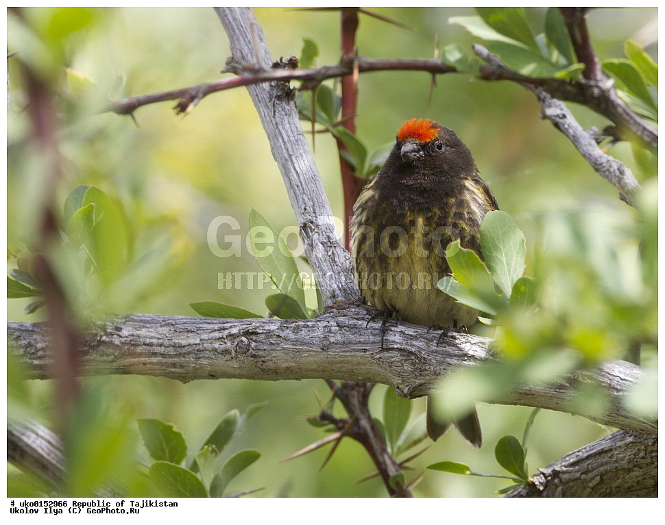 ������������, �����������, ���������� �����������, ������� ����, ����������� ����, �����, ��������, ��������, �����, �����, ��������, �����������, XYZ, ���������, Fringillidae, ����������� ������, �������������� ������, ����������� ������, Serinus pusillus