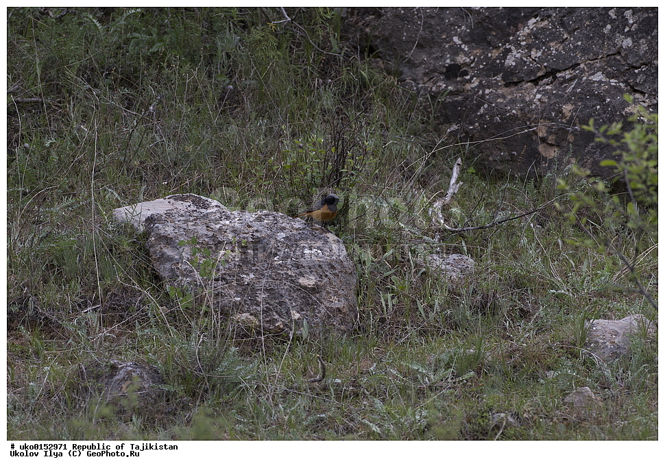 ������������, �����������, ���������� �����������, ������� ����, ����������� ����, �����, ��������, ��������, �����, �����, ��������, �����������, XYZ, ������������, Muscicapidae, �����������-��������, Phoenicurus ochruros