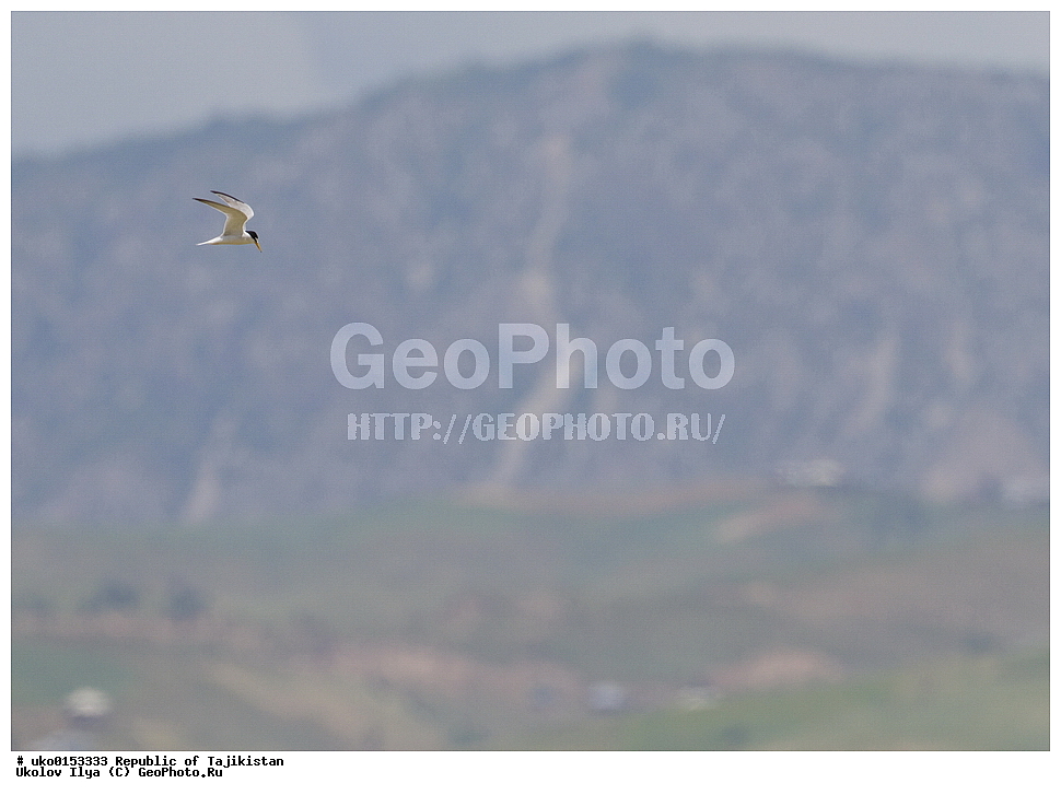 �������, �����������, ���������� �����������, ������� ����, ����������� ����, �����, ��������, ��������, �����, �����, ��������, �����������, ������� �����, ������� �����, XYZ, ���������, Sternidae, ����� ������, Sterna albifrons, Sternula albifrons