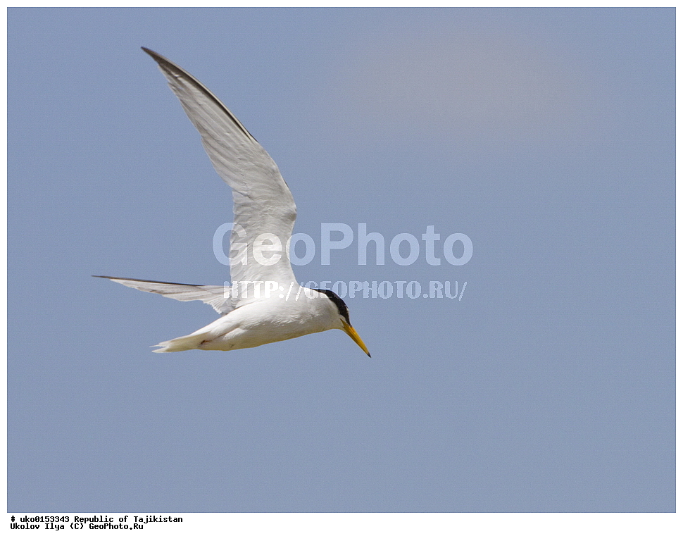 �������, �����������, ���������� �����������, ������� ����, ����������� ����, �����, ��������, ��������, �����, �����, ��������, �����������, ������� �����, ������� �����, XYZ, ���������, Sternidae, ����� ������, Sterna albifrons, Sternula albifrons